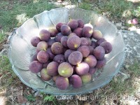 Chutney De Figues Vinaigre Balsamique Recette Chutney De Figues 31 Chutney de figues Maman Tambouille